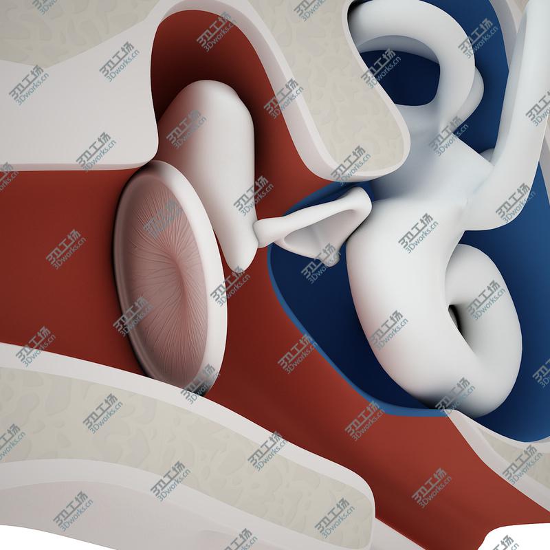 images/goods_img/202105073/Inner Ear/5.jpg